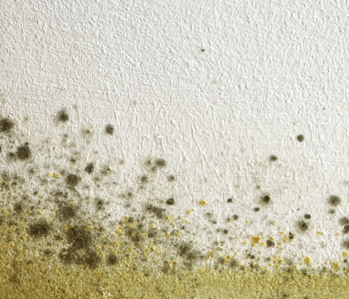 A green and yellow mold infestation.